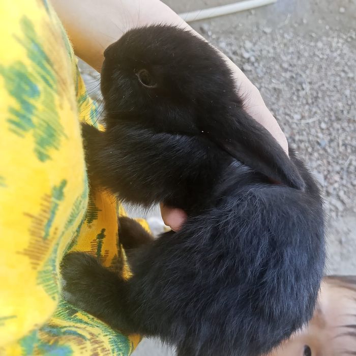 Зайчики. Не дорого