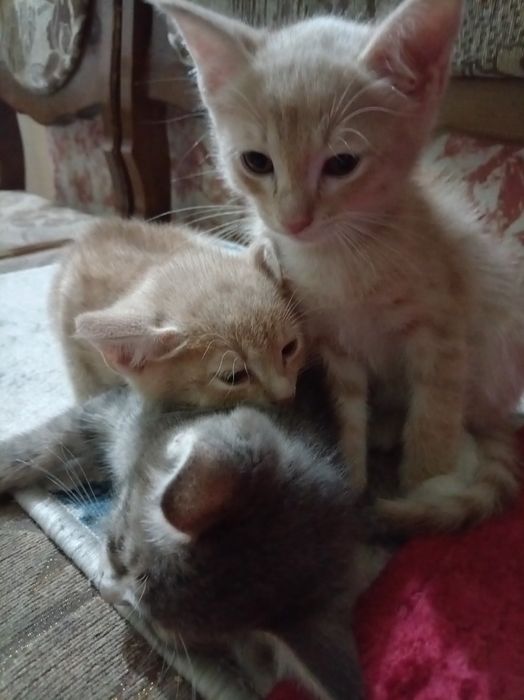 Отдам котят в хорошие руки. Mushukchalar yaxshi qolga beraman