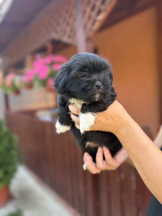 Baiat bichon havanez