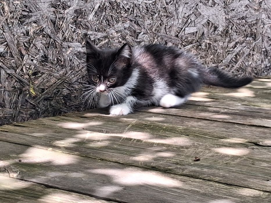 Котята 2 кошки и кот