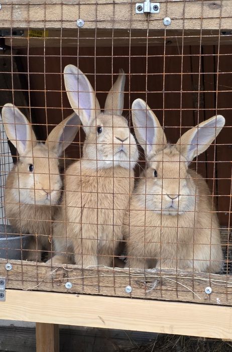 Бургундские кролики