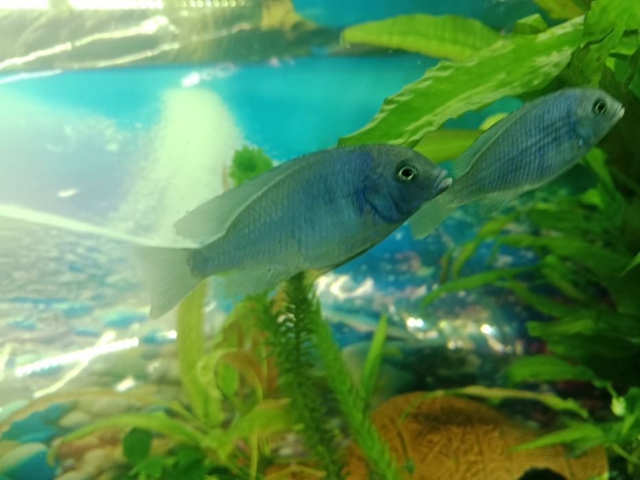 Голубой дельфин рыбки