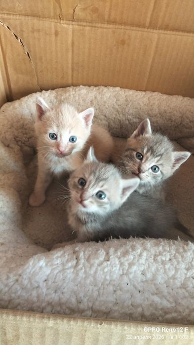 Одам котят бесплатно