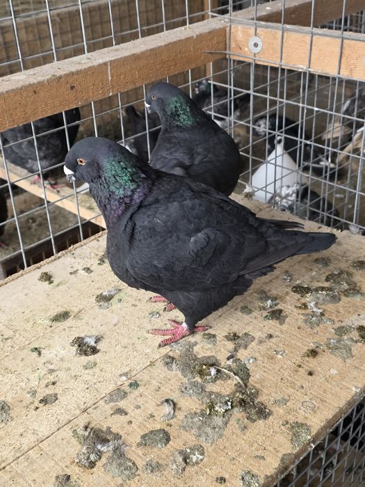 Porumbei AgH  pe negru