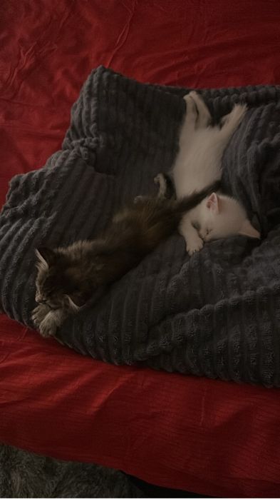 Отдам бесплатно котят