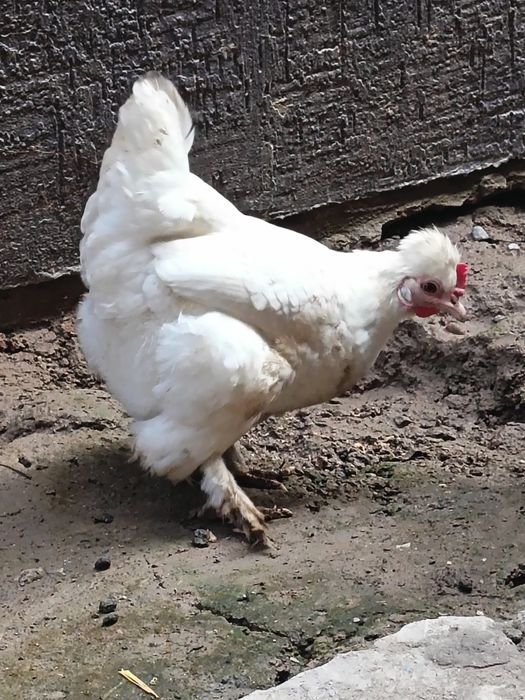 Yapon tovuqla joja xoroz sotladi