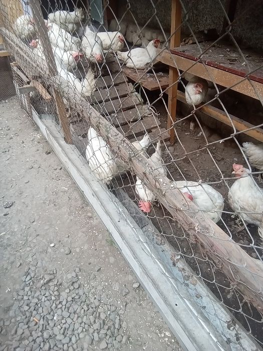 Курочки домашние