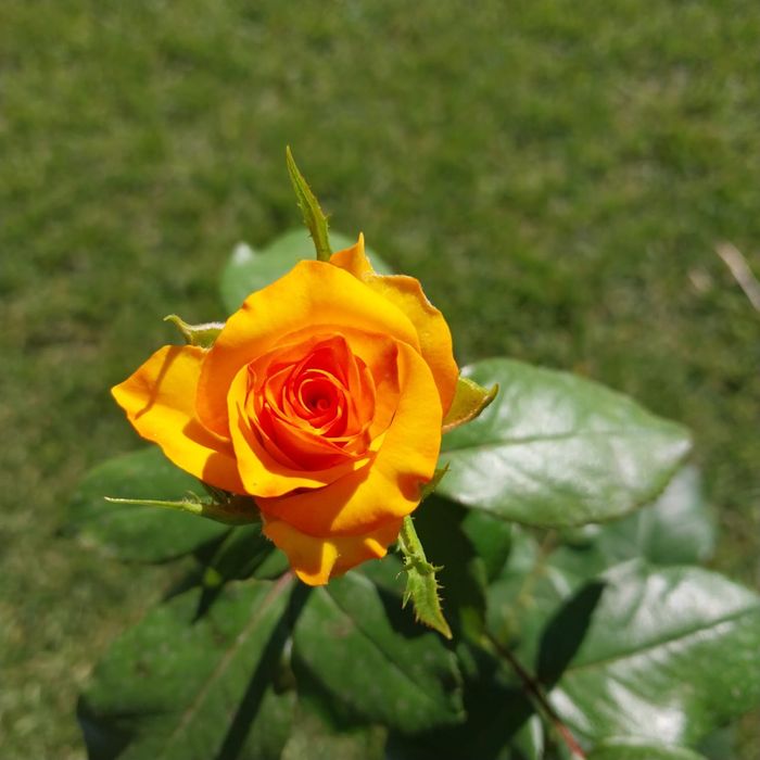 Розы с закрытой корневой