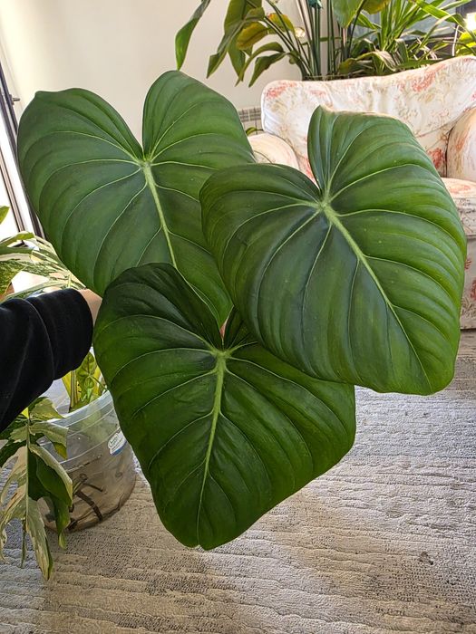 Philodendron Dean McDowell