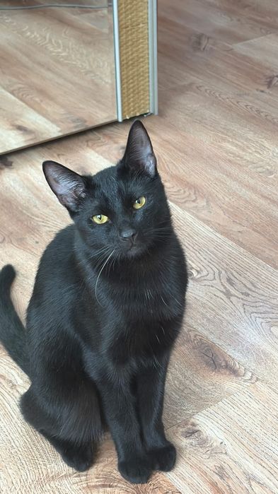 В добрые руки, кот, красавец Сириус