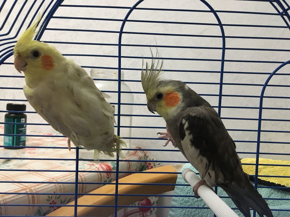 Попугай хорошие карелла пара