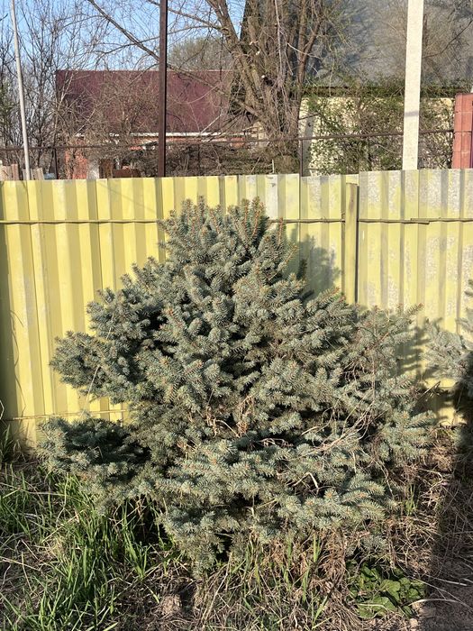 Ёлка , количество 4штука