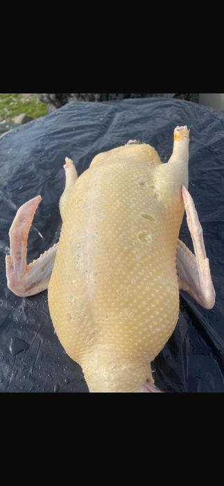 Rate pekin și gâște