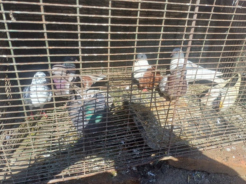 Прадам голоби прадам