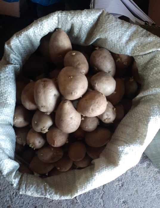 Продам семенную картошку