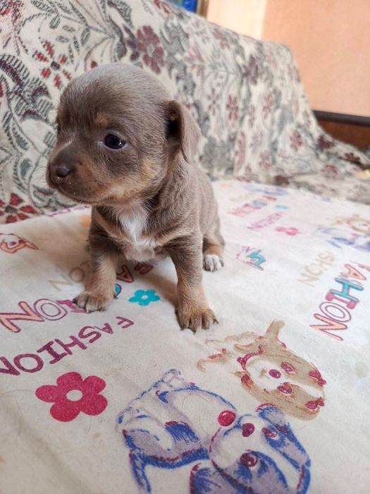 Очаровательные щенки чиахуа