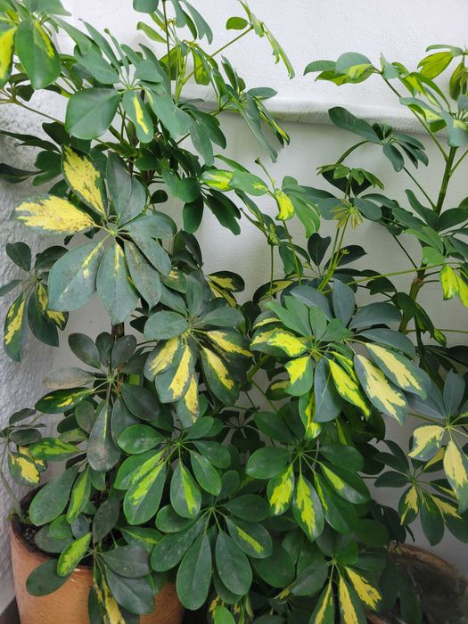 Цвете Шафлера два броя