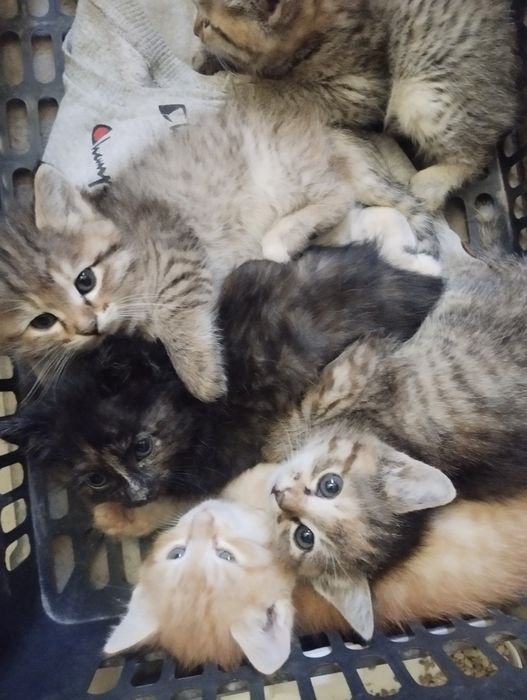 Mushuklarni yaxshi qoʻllara baraman.