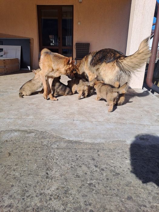 Căței Ciobănesc German-8 săptămâni