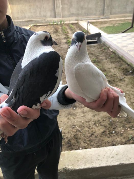 Голуби 5.000 за пара кептер голуб