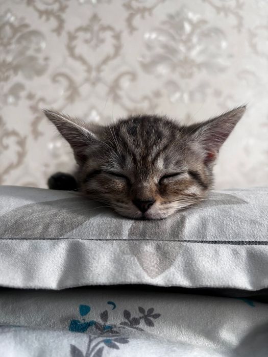 Котёнок девочка 4 месяца