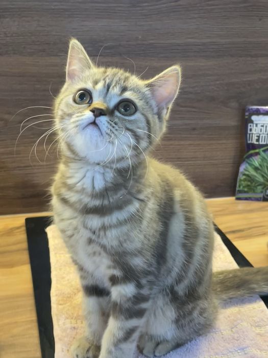 котенок шотландской породы девочка