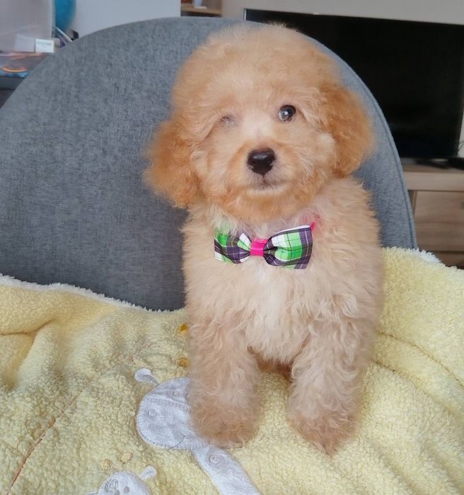Мини пудел/Mini poodle