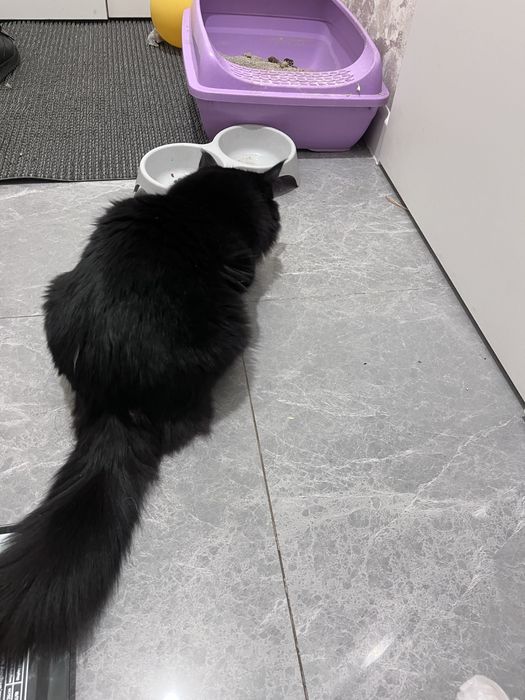 Кошка черный тттт