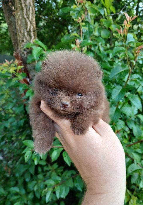Asigur transport !!! Pui Pomeranian Chocolate, talie mini, mascul superb cu certificat Pedigree !!!