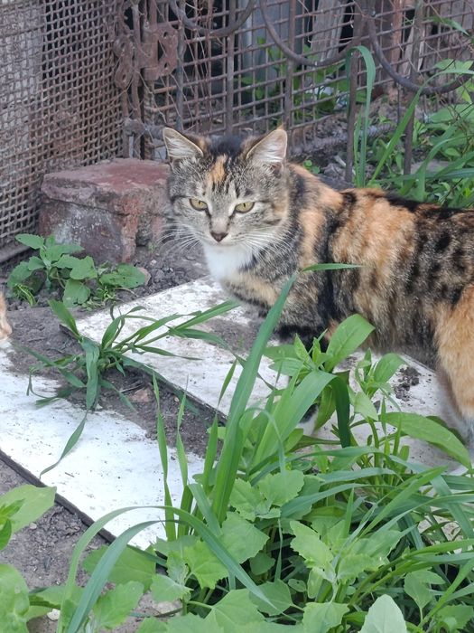 Отдам котят даром