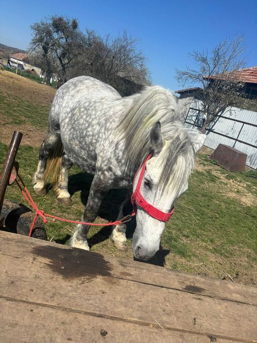 De vânzare  iapă gestantă