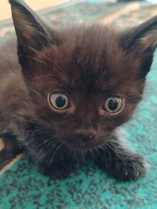 Котята. Четыре мальчика. Две девочки