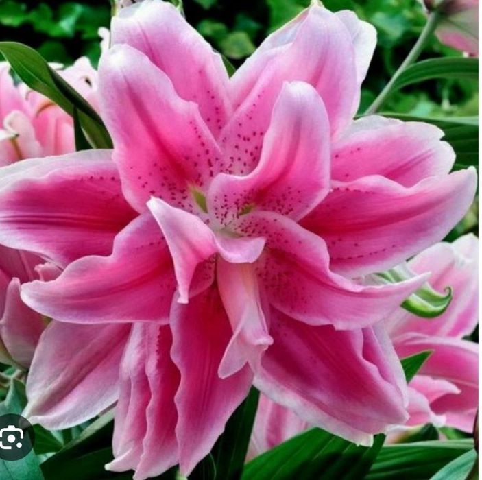 Махровые лилии Roselily