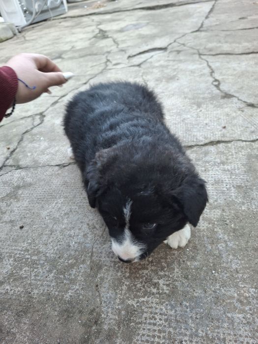 Donez pui de căței