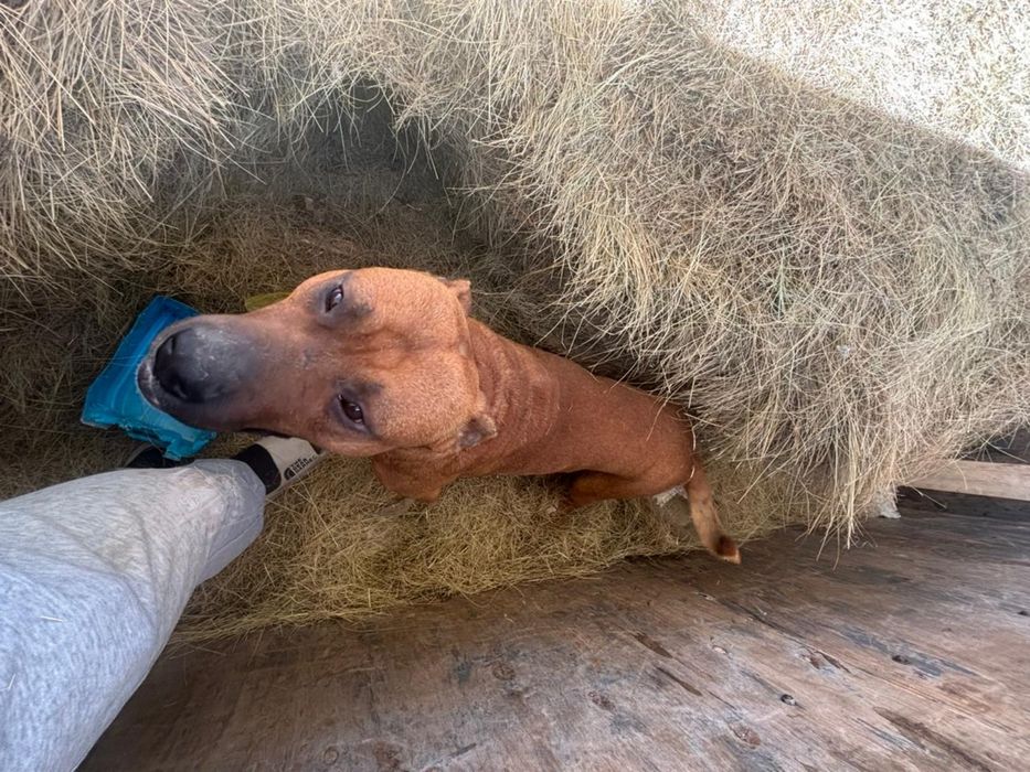 Продается собака, породы стаффорд