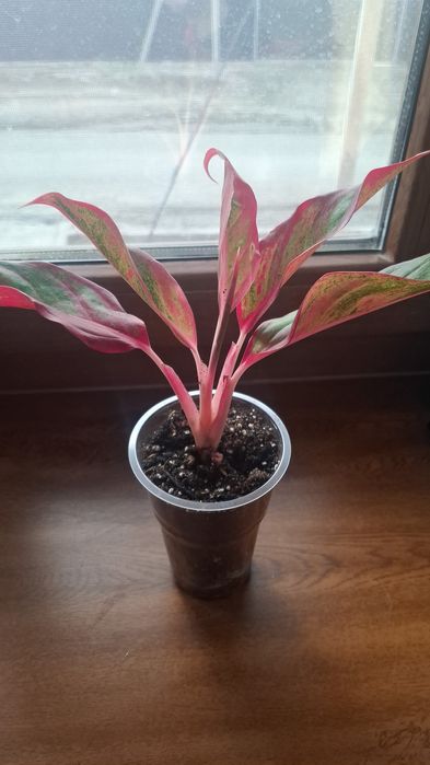 Продам комнатные цветы