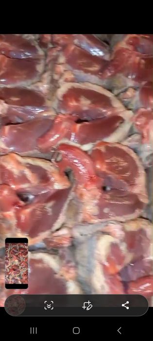 Жабаиы тау кептері