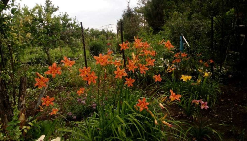 Продам деленки лилейника и ирисов