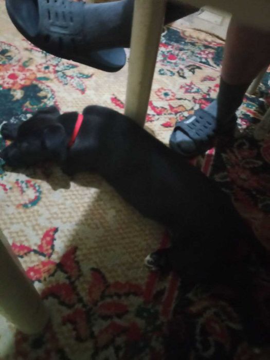 Отдается сабака в хорошие руки