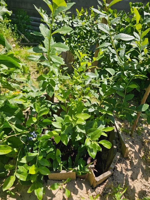 Голубика Саженцы