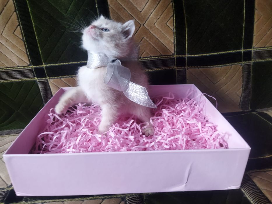 Котята в хорошие руки!