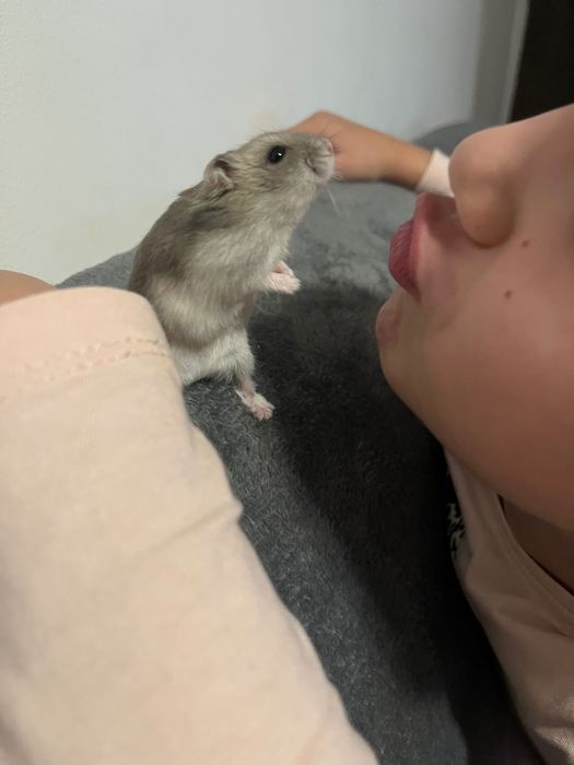 Donez hamsteri pitici !