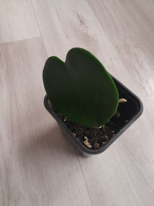 Продам черенки комнатных растений