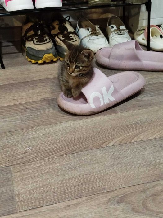 Малышка Буся в добрые руки