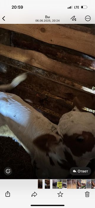 Продам телят 20 голов породистый симентал голштин