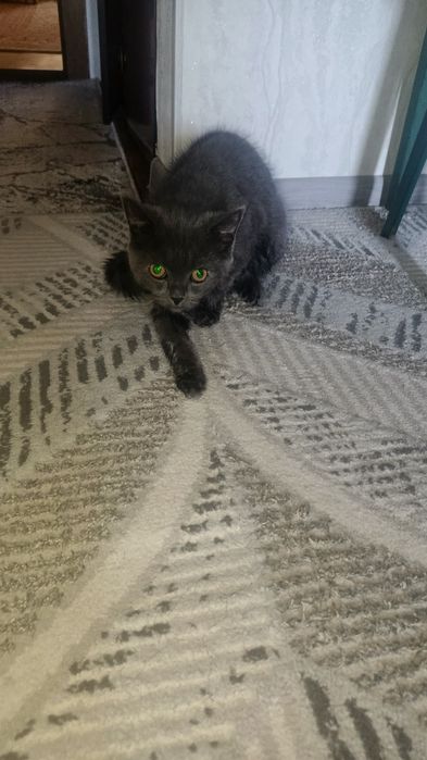 Продается кот ( мушук сотилади)