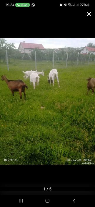 Vand capre și țapi