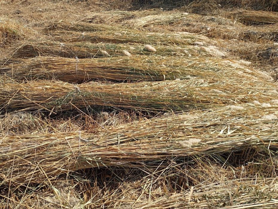 Камиш. Най сотилади.