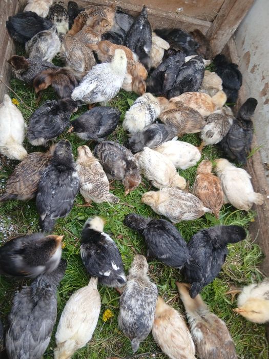 Продам домашний  циплята