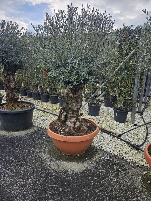 Maslin leilandy cycas bonsai spirale